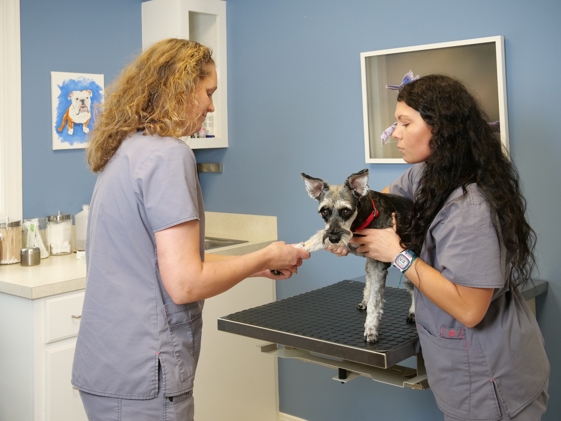 Veterinary Parasite Prevention in Ruston, LA Ruston Animal Clinic